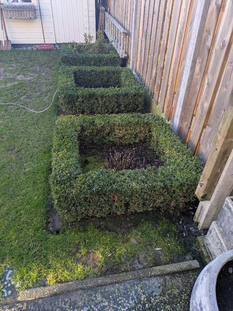 Buxus planten, Tuin en Terras, Ophalen, Buxus, Minder dan 100 cm