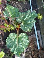 plants de rhubarbe, Jardin & Terrasse, Plantes | Jardin, Été, Enlèvement, Plantes potagères, Plante fixe