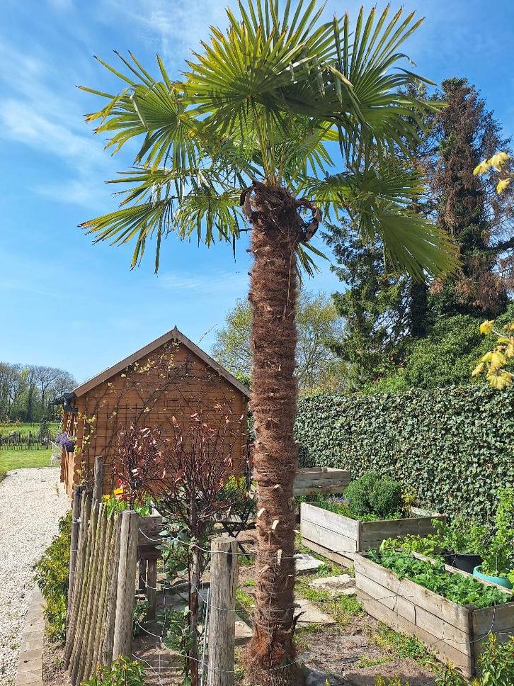 Palmboom, Tuin en Terras, Planten | Bomen, Palmboom, 400 cm of meer, Ophalen