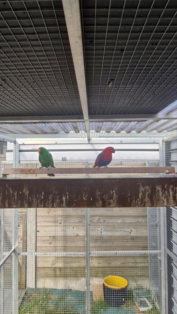 Koppel Edelpapegaai, Animaux & Accessoires, Oiseaux | Perruches & Perroquets