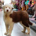 Berger Australien, mâle - chiot belge à vendre, Animaux & Accessoires, Chiens | Bergers & Bouviers, 15 semaines à 1 an, Commerçant