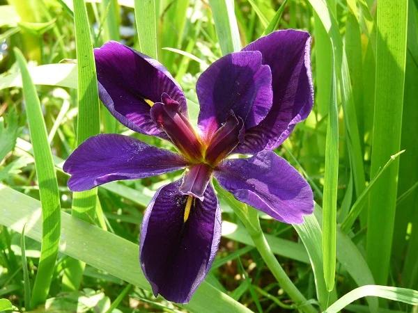 Irisvijver of paarse bloem in moerasland, Tuin en Terras, Vijver-toebehoren, Ophalen, Nieuw, Vijverrand