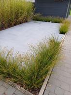 Mooi siergras 36 stuks, Ophalen, Vaste plant, Siergrassen