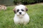 Chiot Shih Tzu femelle, né le 15 novembre, Belgique, Un chien, Hépatite contagieuse (maladie de Rubarth), Chienne