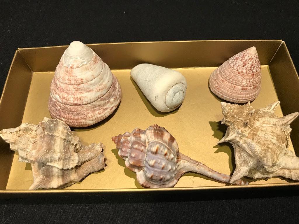 Exotische Schelpen, Ophalen of Verzenden, Schelp(en)