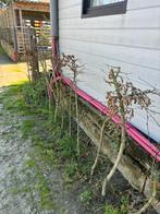 Haagbeuk, Tuin en Terras, Ophalen, Haagbeuk