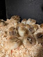 Kuikentjes brahma goudpatrijs