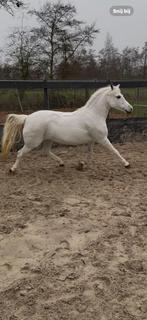 Welsh pony merrie, Dieren en Toebehoren, Pony's, Merrie, 7 tot 10 jaar, B pony (1.17m tot 1.27m), Recreatiepony