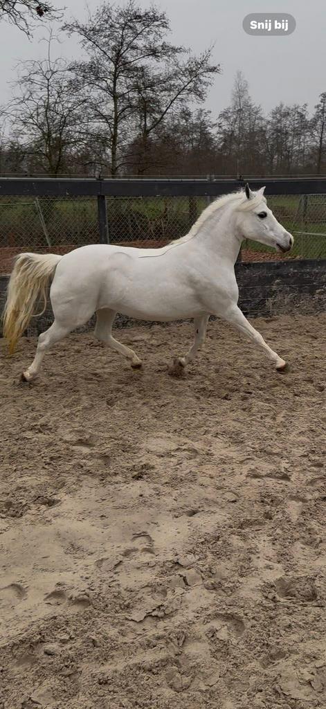 Welsh pony merrie, Dieren en Toebehoren, Pony's, Merrie, B, B pony (1.17m tot 1.27m), Recreatiepony, 7 tot 10 jaar, Met stamboom