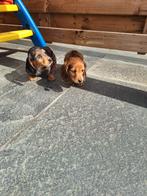 Langharige dwergteckel pups, Belgique, Poils longs, Plusieurs, Nain