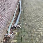 2 gierslangen, Dieren en Toebehoren, Varken