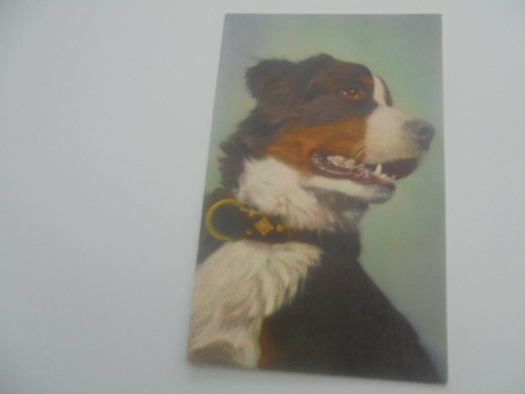 honden- 10 postkaarten, Collections, Cartes postales | Animaux, Envoi, 1920 à 1940, Affranchie, Chien ou Chat