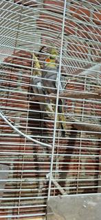 Valkparkieten wildkleur, Domestique