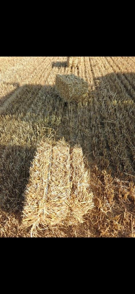 Tarwe stro 2025, Ophalen