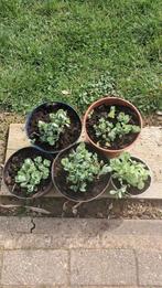 Sedum herbstfreude in pot, Ophalen