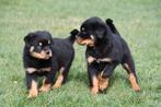 Chiots Rottweiler à vendre - Belges, Plusieurs, Belgique, Plusieurs animaux, 8 à 15 semaines
