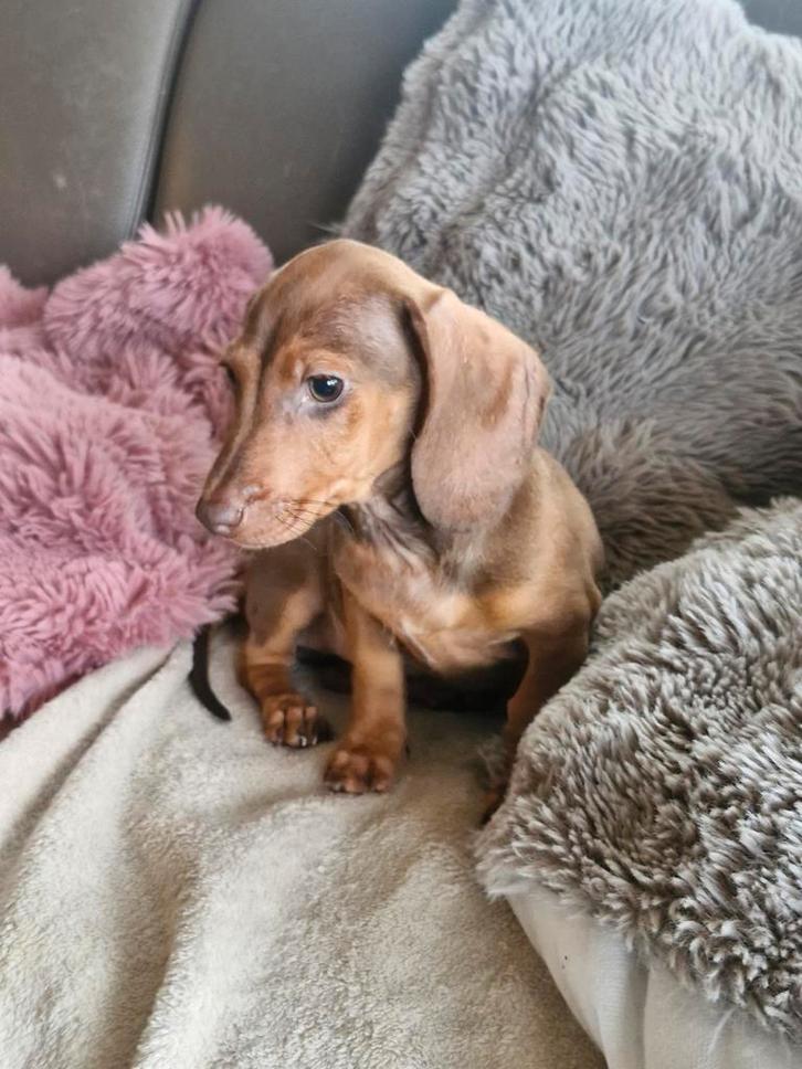 Dwergteckel reutje, Animaux & Accessoires, Chiens | Teckels & Bassets, Chien (mâle), Poils courts, Nain, Éleveur | Loisir, Un chien