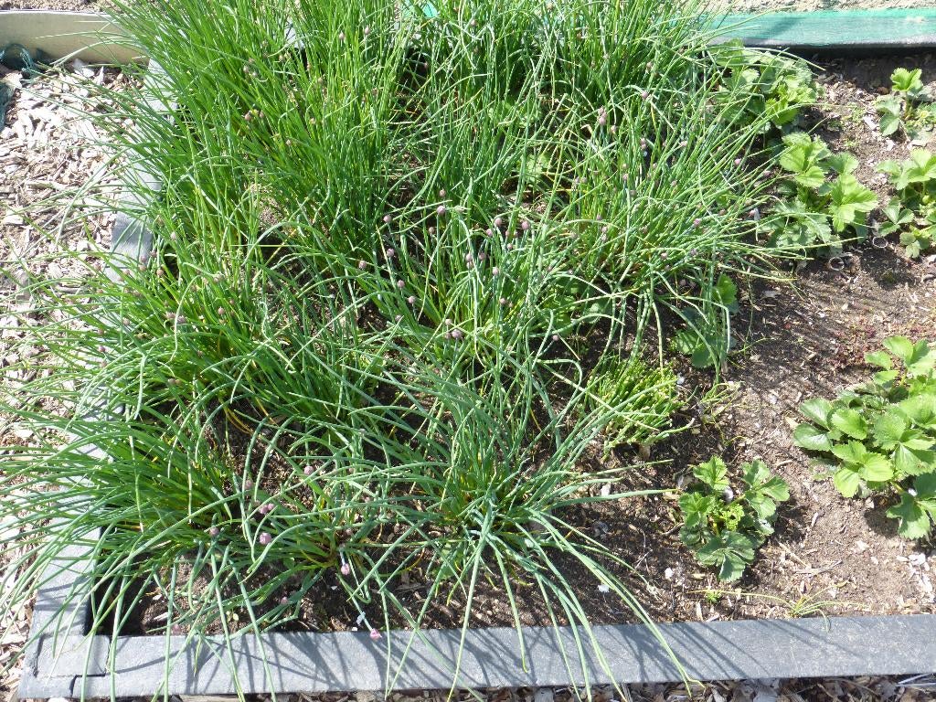 BIESLOOK ,SALIE , DRAGON : KOOPJES !!!!!, Tuin en Terras, Planten | Tuinplanten, Ophalen, Vaste plant, Halfschaduw, Kruiden