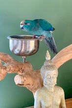 Half tam Kakariki koppel onverwant, Meerdere dieren, Geringd