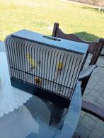 Kanaries raza espagnola, Dieren en Toebehoren, Vogels | Kanaries, Meerdere dieren, Postuurkanarie