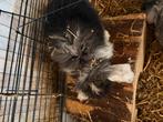 1 hangoor konijn grijs en 1 leeuwkop hangoor konijn zwart, Dieren en Toebehoren, Mannelijk, Januari, Overige typen, Tam