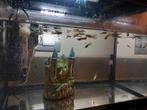 Guppy babytjes te koop, Vis, Zoetwatervis, Schoolvis
