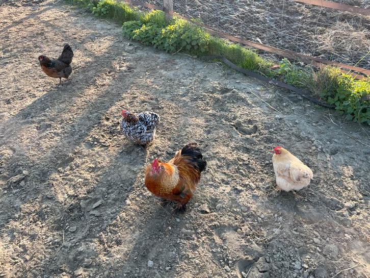 Toompje krielkippen, Animaux & Accessoires, Volatiles