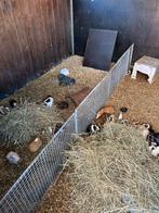 Cavia’s (man/vrouw), Animaux & Accessoires