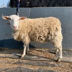 Schapenbok te koop, Mâle, Mouton, 0 à 2 ans