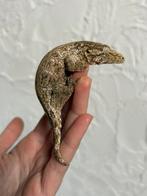 Mt. Koghis Friedel line leachianus, Hagedis, Tam, 0 tot 2 jaar