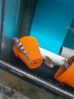 Nestje Labidochromis perlmutt, Dieren en Toebehoren, Vis, Zoetwatervis