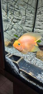 Cichlide (X 1), Vis, Zoetwatervis