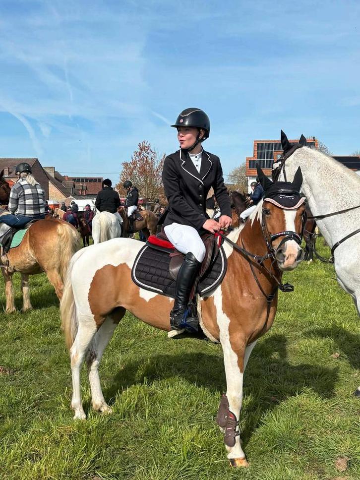 Mooie bonte D-pony merrie, Dieren en Toebehoren, Pony's, Merrie