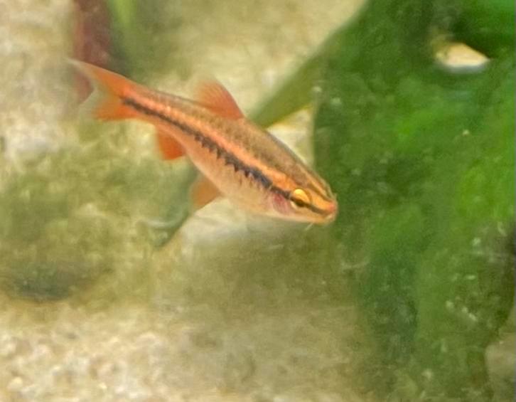 Barbes aux cerises, Animaux & Accessoires, Poissons | Aquariums & Accessoires, Enlèvement