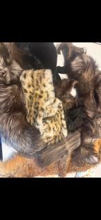 Fourrure, Enlèvement ou Envoi