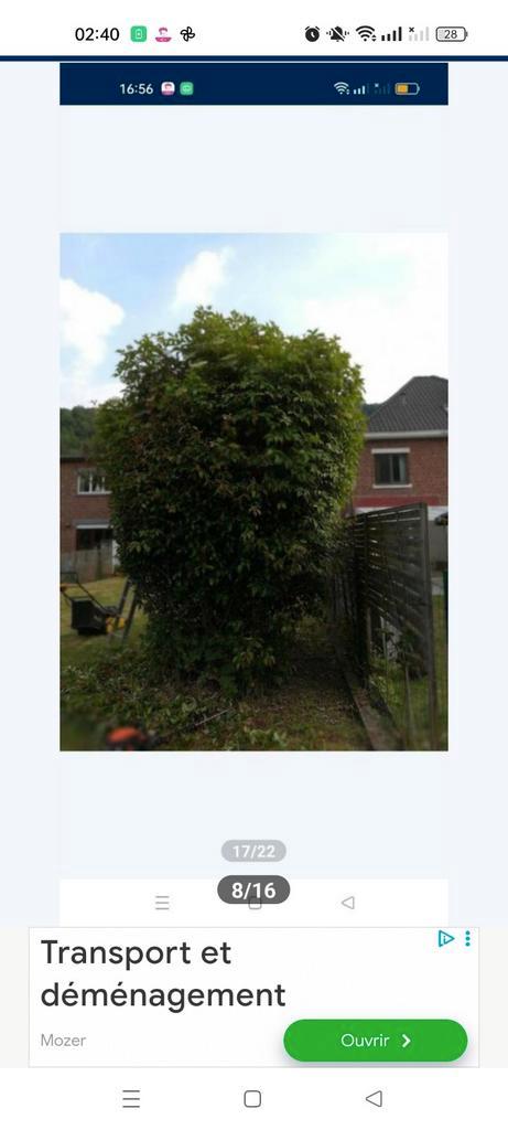 Entretien jardin, Jardin & Terrasse, Plantes | Arbres