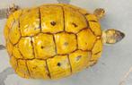 Tortue hermann Macédoine high yellow- tortues haute jaune, Tortue, 11 ans ou plus