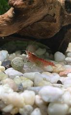 Vuurgarnalen te koop