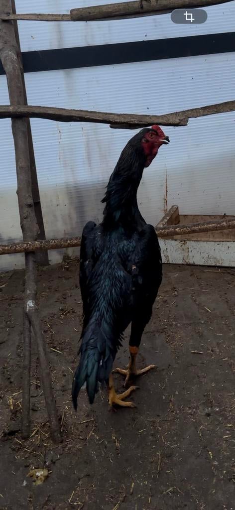 Grote German o shamo haan 93 cm, Dieren en Toebehoren, Mannelijk, Kip