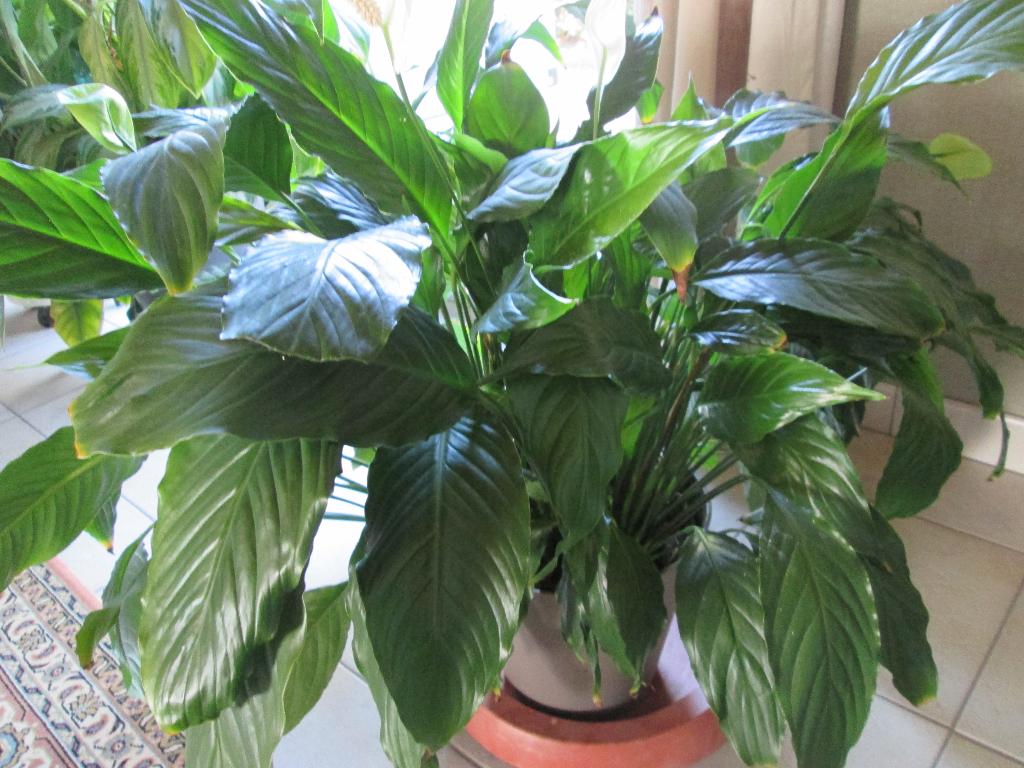 lepelplant, Ophalen, Overige soorten, Halfschaduw, In pot