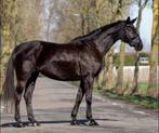 KWPN Ster Prok dressuur(fok)merrie George Clooney x Gribaldi, Cheval de dressage, M, Vermifugé, 170 à 175 cm
