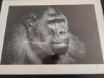 The Gorilla PortraitLUMAS Gorilla Portrait – Limited Edition, Antiek en Kunst, Ophalen