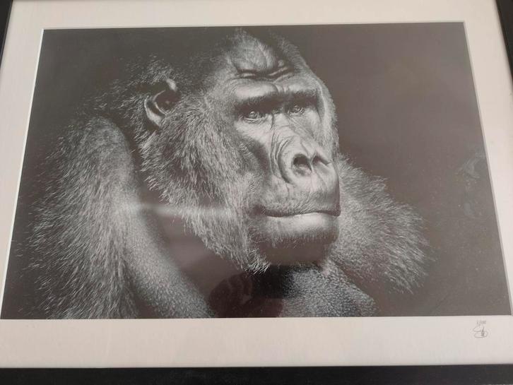 The Gorilla PortraitLUMAS Gorilla Portrait – Limited Edition, Antiek en Kunst, Kunst | Tekeningen en Fotografie, Ophalen