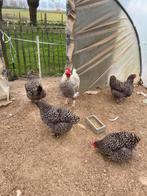 Foktoom mechelse koekoek, Plusieurs animaux, Poule ou poulet