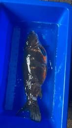 Koi karper 60/65cm, Dieren en Toebehoren, Vissen | Vijvervissen, Karper of Koi