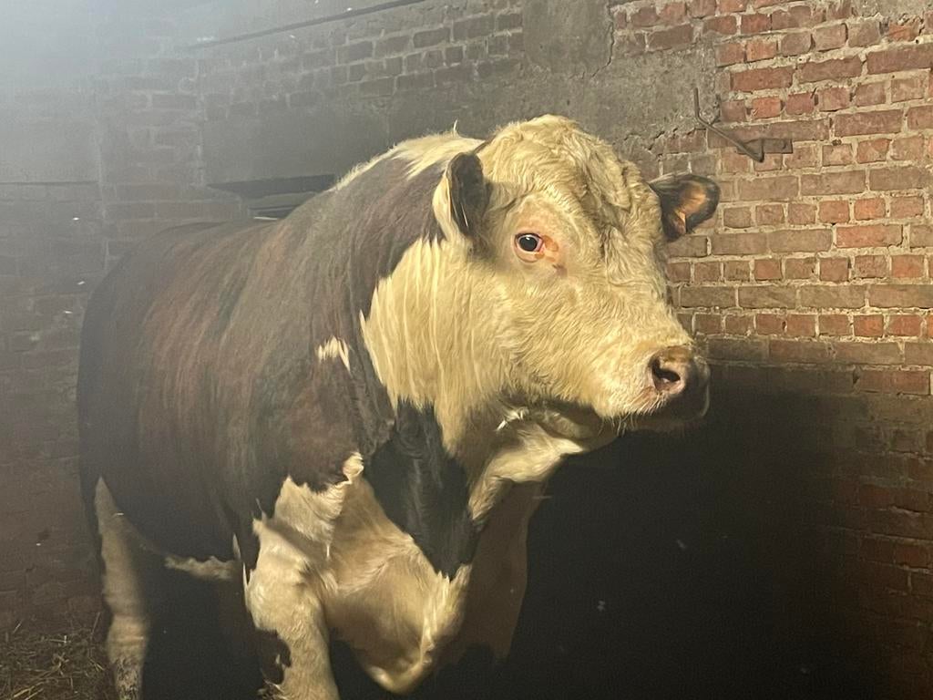 Hereford stier, Mannelijk, 3 tot 6 jaar