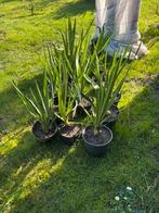 Yucca gloriosa, Jardin & Terrasse, Enlèvement ou Envoi