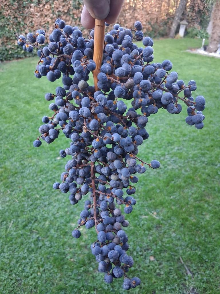 Graines Trachycarpus, Tuin en Terras, Ophalen