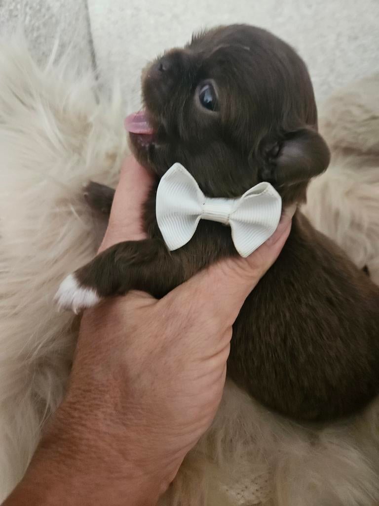 Chihuahua, Dieren en Toebehoren, België, Fokker | Hobbymatig, 8 tot 15 weken, Eén hond