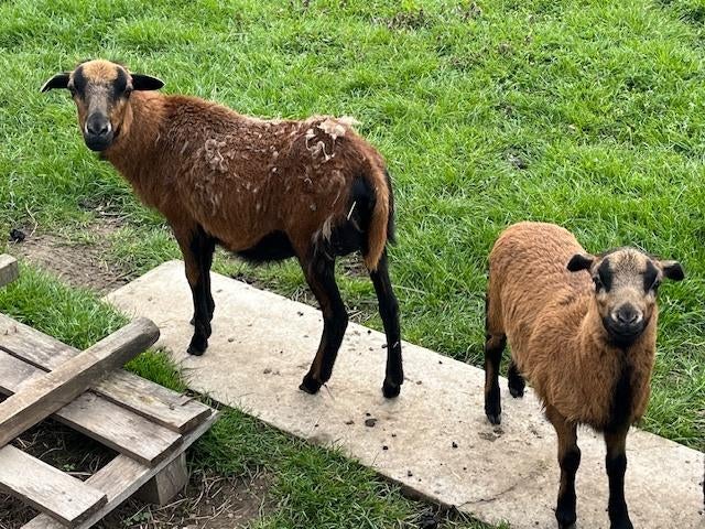 jonge ooien met lammetje(s)  drachtige jonge Kameroenschapen, Dieren en Toebehoren, Schapen, Geiten en Varkens, Meerdere dieren